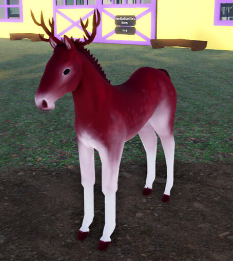 Dragonfruit | Burgundy Dapple Appaloosa