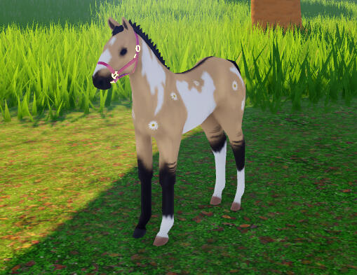 Creampuff | Daisy Dun Overo Paint