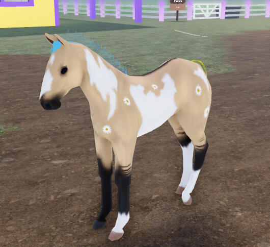 Icecream Sandwhich | Daisy Dun Overo Paint