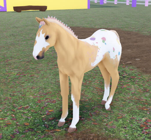 Poptart | Pastel Palomino Blanket Appaloosa