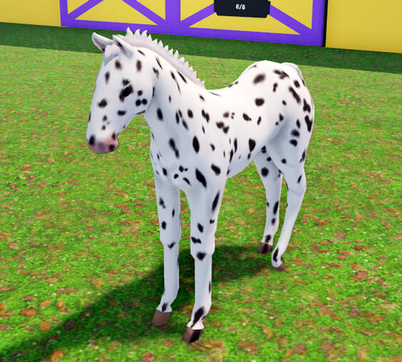 Confetti Cake | Black Leopard Appaloosa