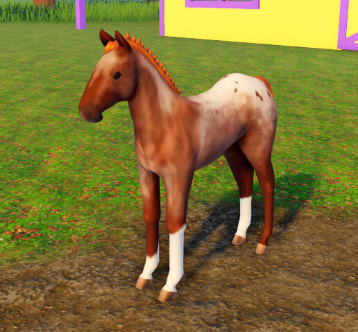 Red Velvet | Red Roan Blanket Appaloosa