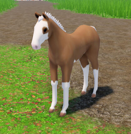 Biscuit | Buckskin Sabino Paint Horse