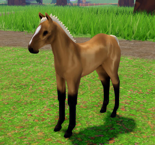 Croissant | Golden Buckskin Akhal-Teke