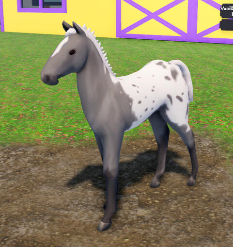 Macaron | Grey Blanket Appaloosa