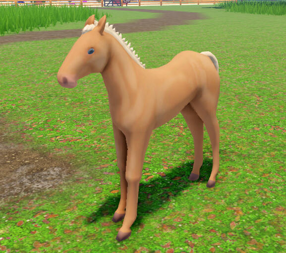 Sugar Cookie | Pearl Andalusian