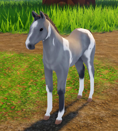Cheesecake | Grey Tobiano Paint Horse