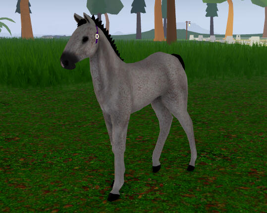 Nickel | Fleabitten Percheron