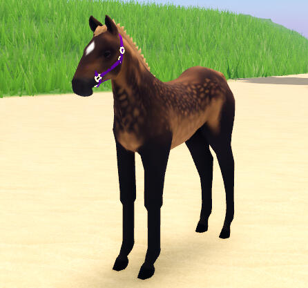 Peanut Butter Boi | Sooty Friesian