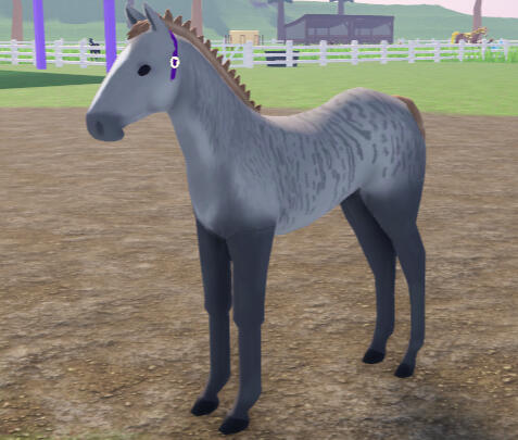 Aztec | Grey Brindle V1 Clyde