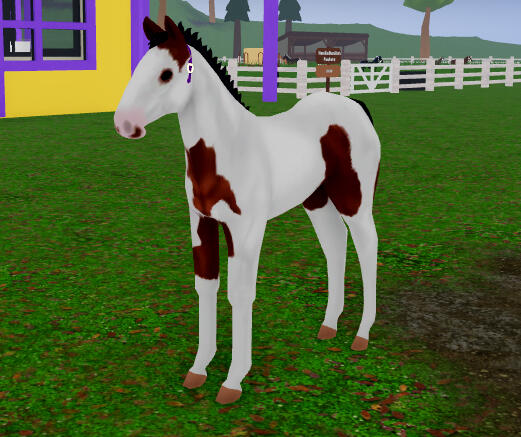 Snickerdoodle | Med Hat Percheron