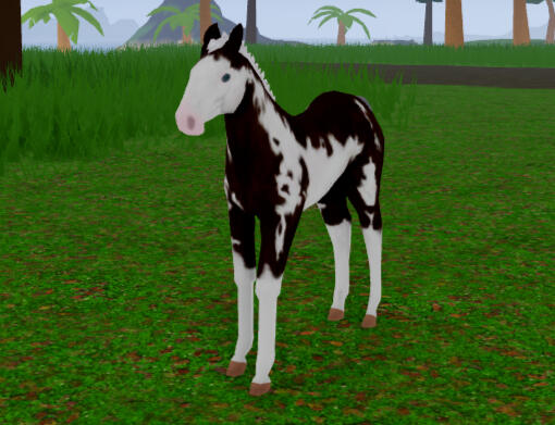 Expresso | Liver Chestnut Overo Friesian