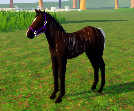 Cursed Zebra | Reverse Brindle QH