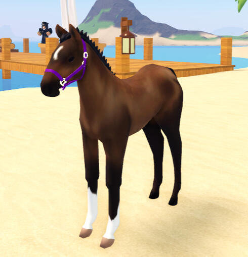 Moon Pie | Chocolate Palomino Arabian