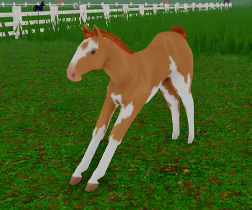 Lemon Peel | Pearl Sabino Thoroughbred