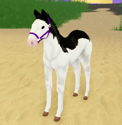 Sploosh | Splash Overo V1 Appaloosa