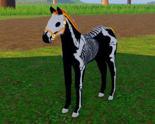 Corn | Skeleton Arabian
