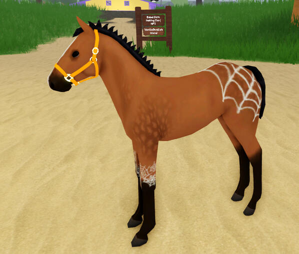 Charlotte | Spiderweb Appaloosa