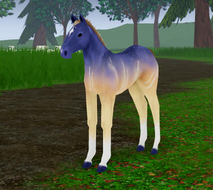 Tapioca | Equinox Arabian