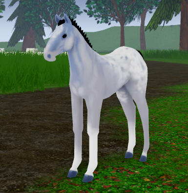 Fog Horn | Overcast Appaloosa