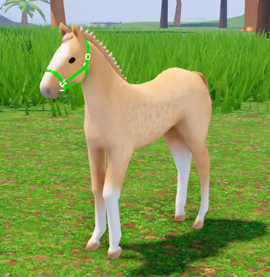 Bagel | Reverse Dapple Pal Andalusian