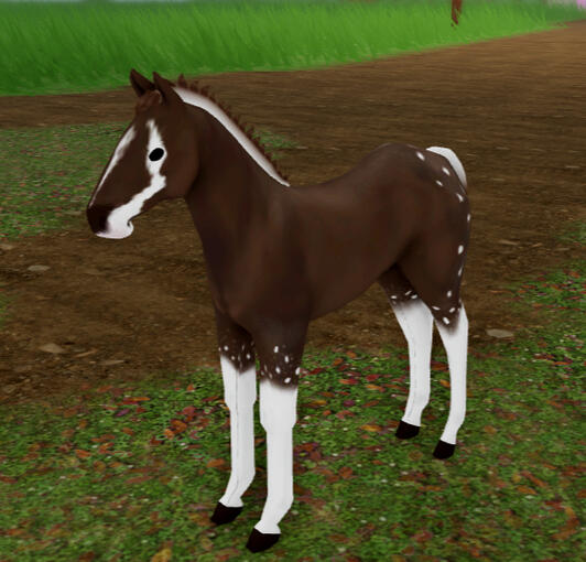 Rocky Road | Hot Cocoa Mustang