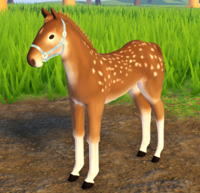 Cookie Dough | Fawn Arabian