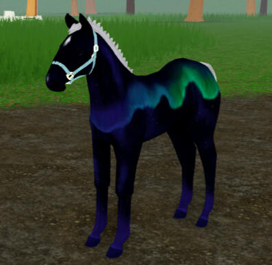 Aspen | Northern Lights Andalusian