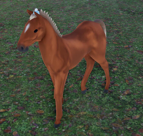 Pluto | Chestnut Icelandic