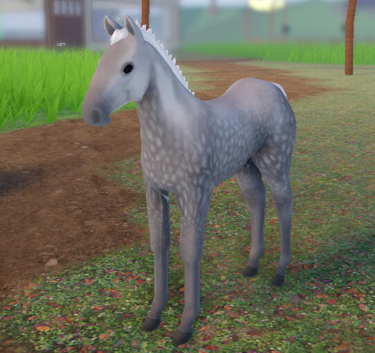 Cobblestone | Dapple Grey Percheron