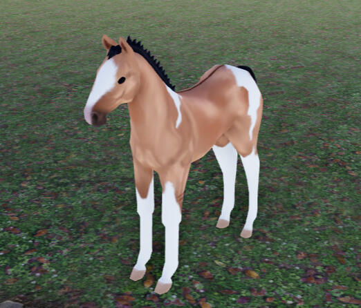 Sun | Red Dun Tobiano Icelandic