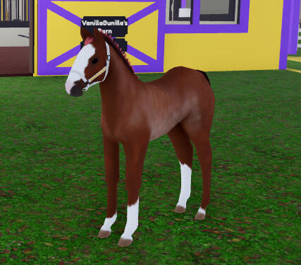 Karrie | Chestnut Rabicano Arabian