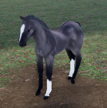 Venus | Grulla Icelandic