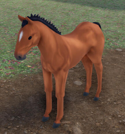 Saturn | Chestnut Icelandic