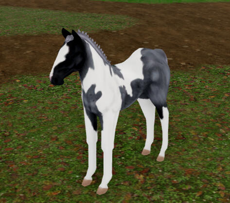 Jupiter | Blue Roan Tobiano Icelandic