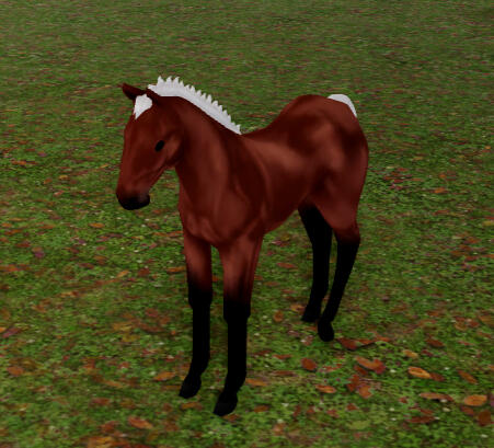 Mercury | Bay Icelandic