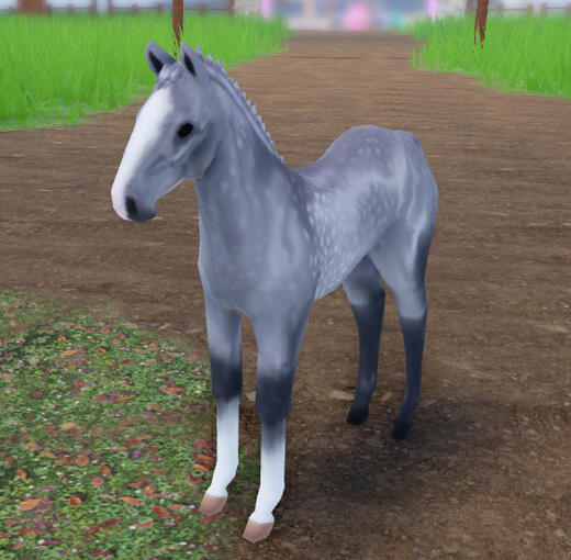 Concrete | Dapple Grey Akhal-Teke