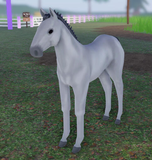 Salt | Grey Percheron