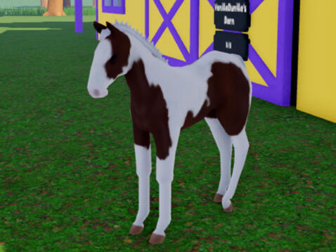 Tim | Bay Tobiano Paint Horse