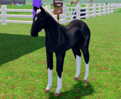 Brick | Black Akhal-Teke