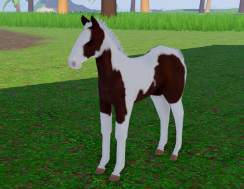 Jim | Bay Tobiano Paint Horse