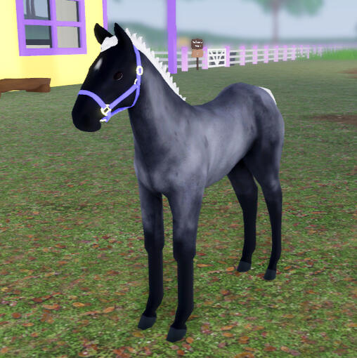 Morada | Blue Roan Percheron