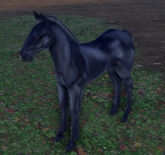 Neptune | Black Icelandic