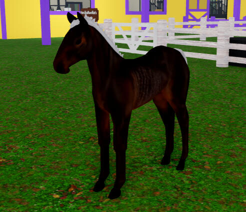 Klondike | Seal Brown Rabicano Friesian
