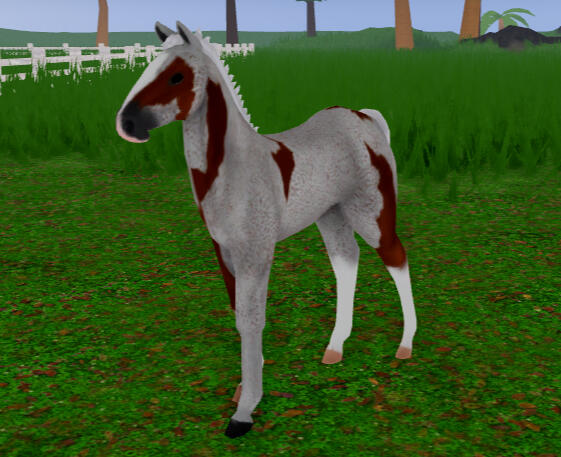 Gummy Bear | Fleabitten Chimera Friesian