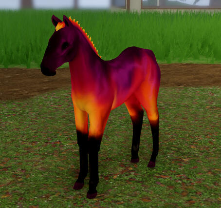 Tomato Sauce | Sunset Akhal-Teke