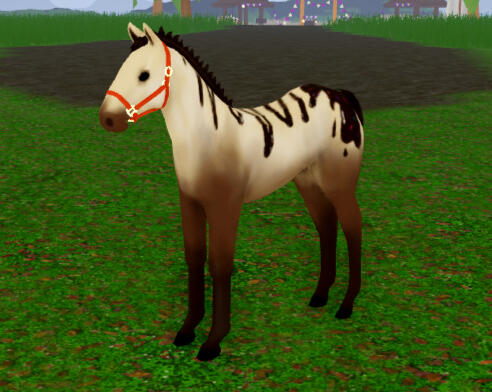 Claire | Icecream Drizzle Quarter Horse