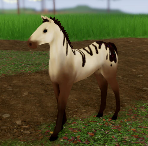 Tiramisu | Icecream Drizzle Quarter Horse