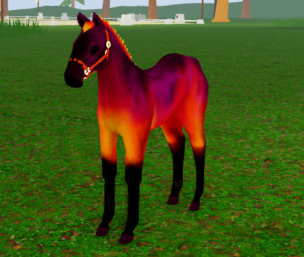 Charles. C. Chaos | Sunset Akhal-Teke