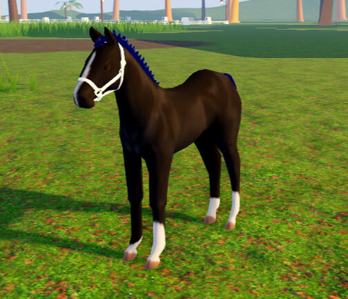 Boo Berry | Sapphire Black QH